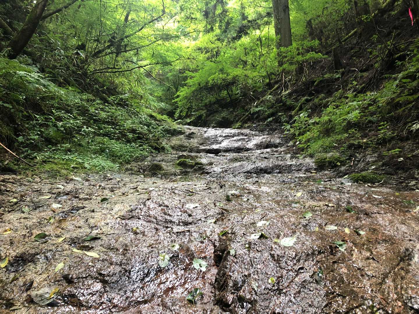 今日は水量少なめで足元ヌメヌメして蒸し暑い感じでした。