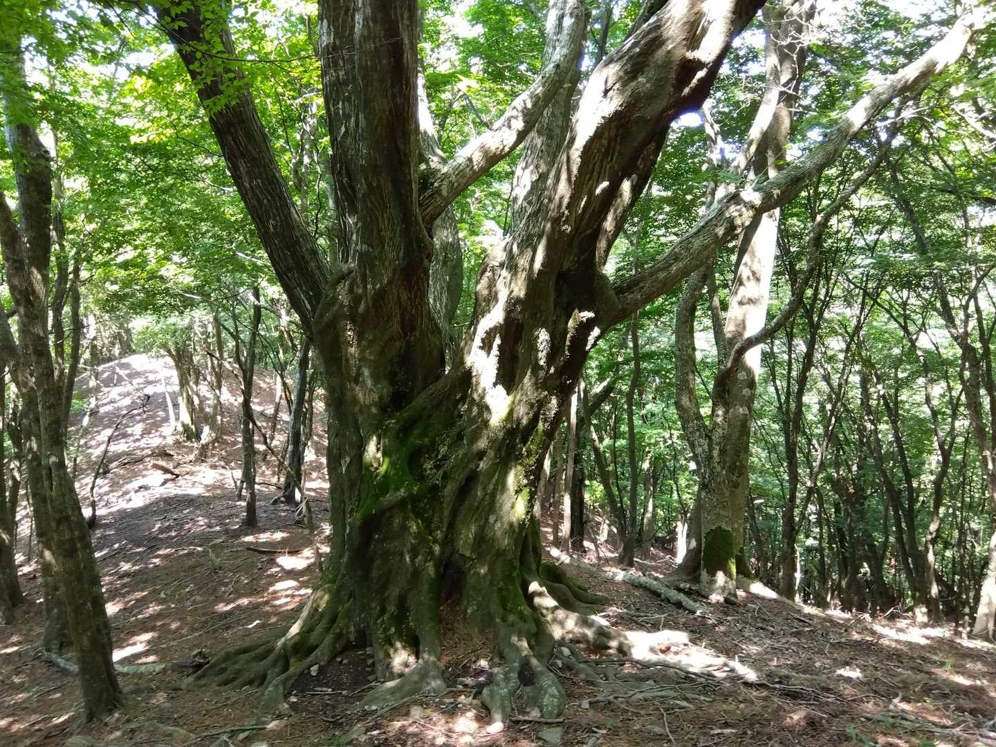 立石山登山口-立石山 往復コースの写真