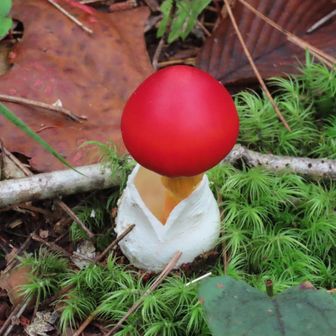 タマゴダケ🥚🍄
下の白いのはなんなの😳

たまちゃんのみ🍄触る☠️