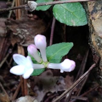 この花🌸も小さくて見つけにくいですね