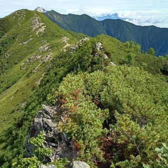 その先は、細い尾根の岩と藪漕ぎのコンボ