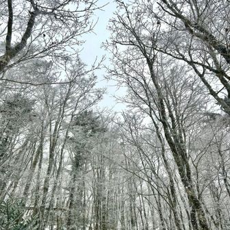 ここら辺の樹氷はまだまだ薄化粧🫧
雪はうっすら積もってる。

今日もピンテがありがたかった😌