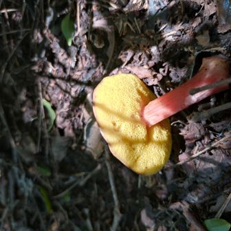 裏がスポンジみたいなキノコ発見。