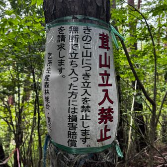 茸山立入禁止の貼り紙
このような貼り紙が何枚も何枚も…
決してきのこを採りにきたわけではないけれど、居心地はよくない…