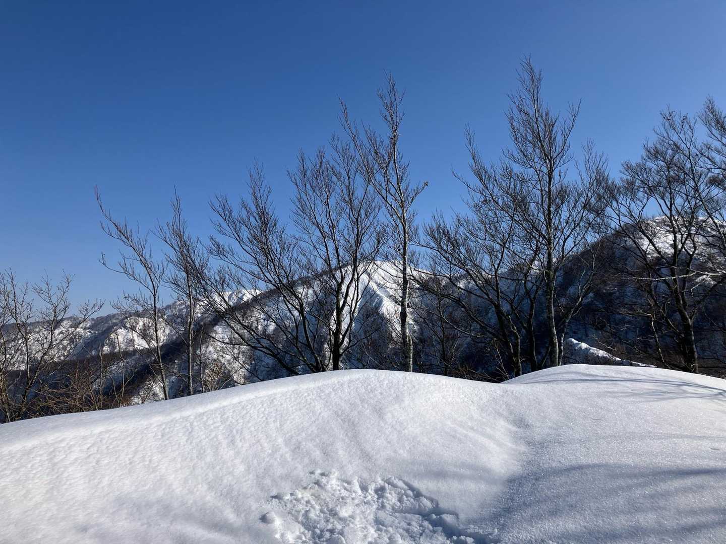 広域林道登山口-保月山 往復コースの写真