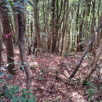 と、急斜面を降りて下に続いていくピンテがありました。
何かのバリエーションルート？　まあいいか。
