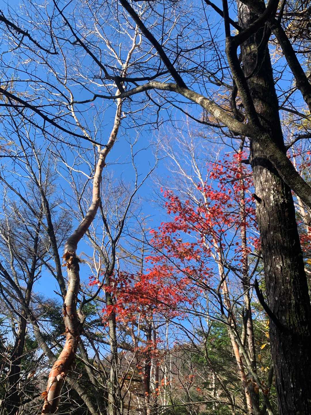 青空と紅葉🍁赤