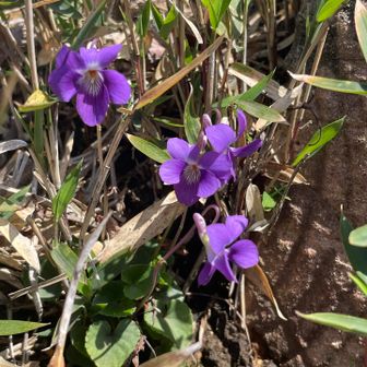 ここにもスミレ💜