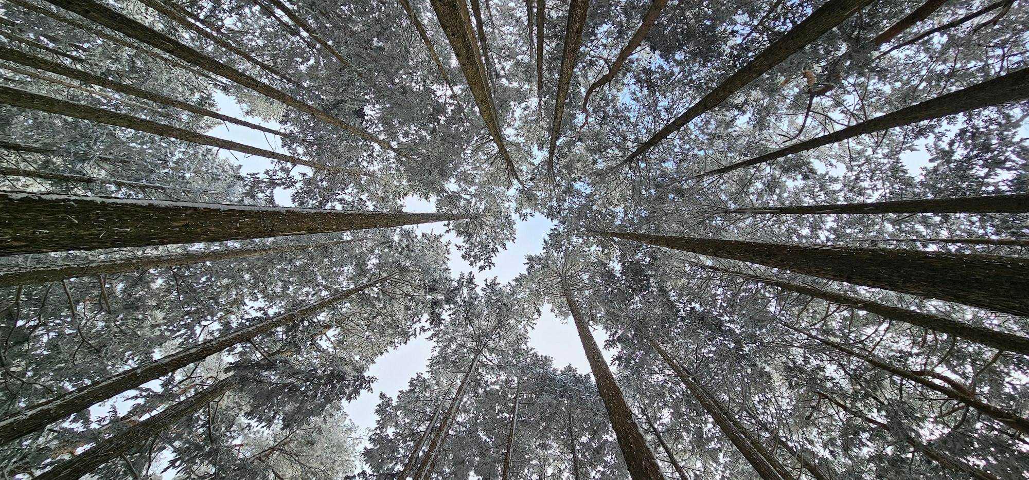 やっぱり歩いて見上げるこの感じがいい✨

空は白いけど～