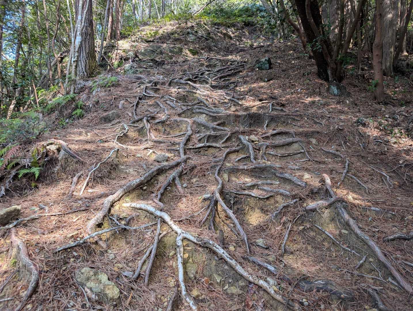宇連山 周回コースの写真