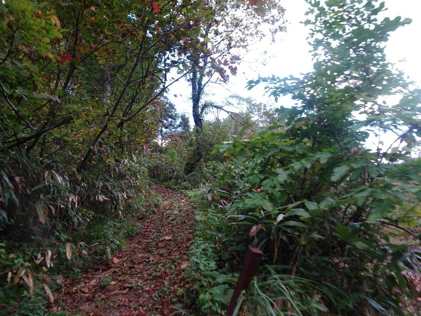きれいに整備されている登山道です。
ありがとうございます！