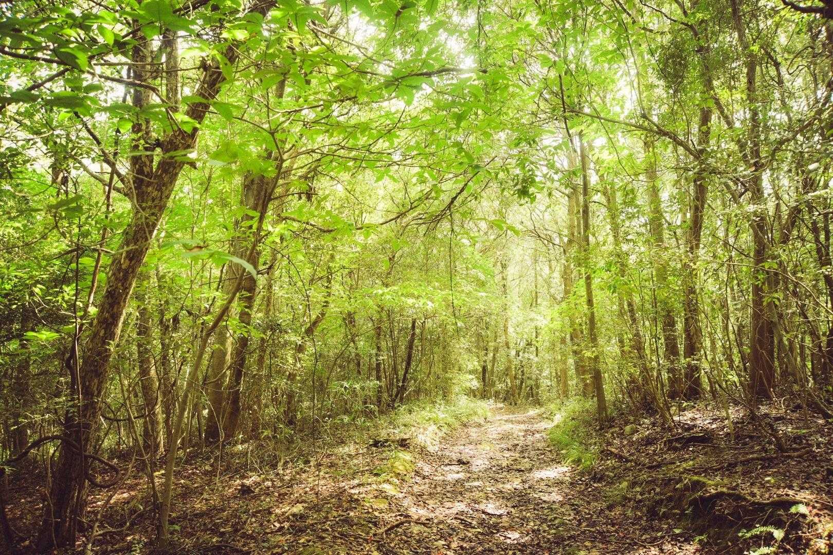 おはち山-西の西山 周回コースの写真