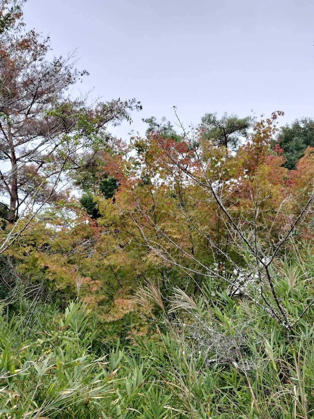 少し🍁紅葉してます
