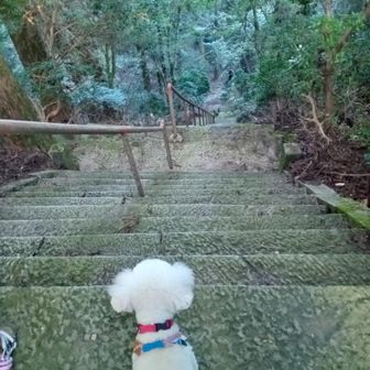 登りきりました。
まだ鳴き声が気になってのぞき込むシュウ😁
YouTubeで鹿の鳴き声を聞いたら、やっぱり雌鹿🦌さんの鳴き声でした！
