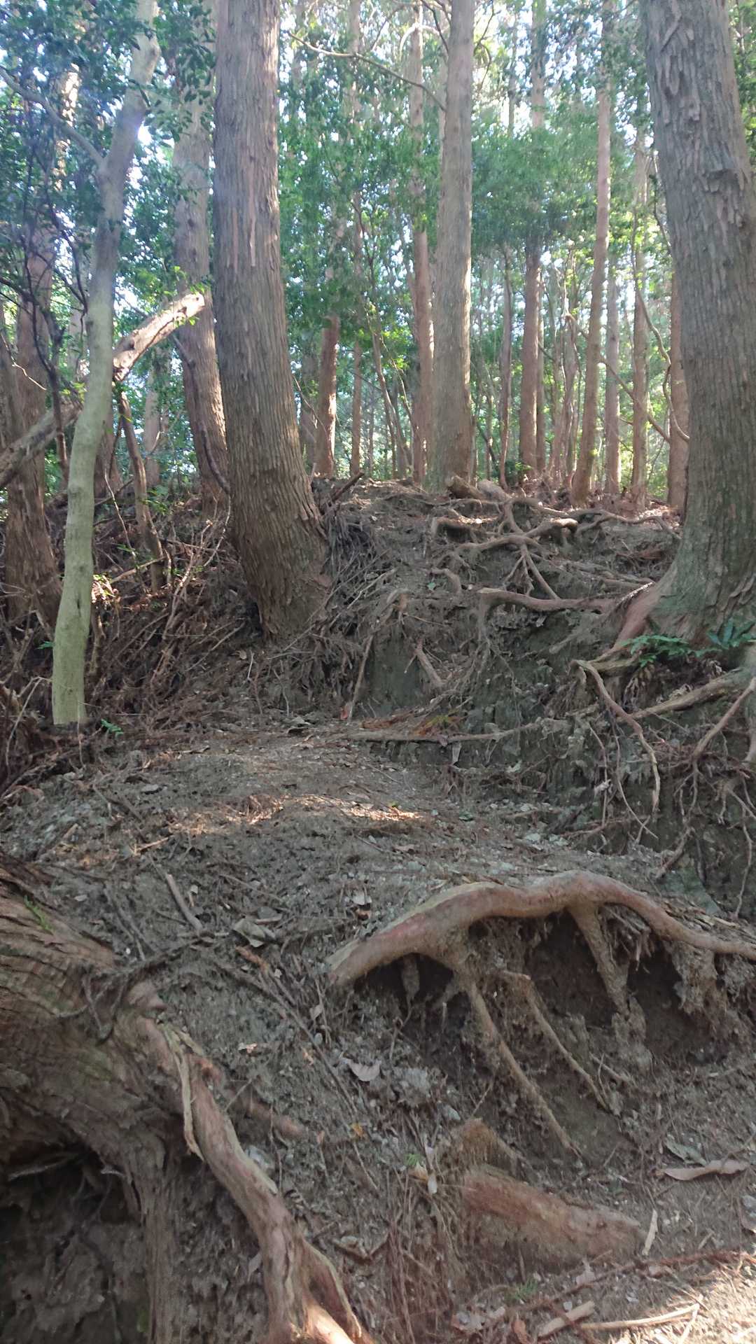 こんな感じ🥵何時もの事ですが足が重い、登り慣れないなー