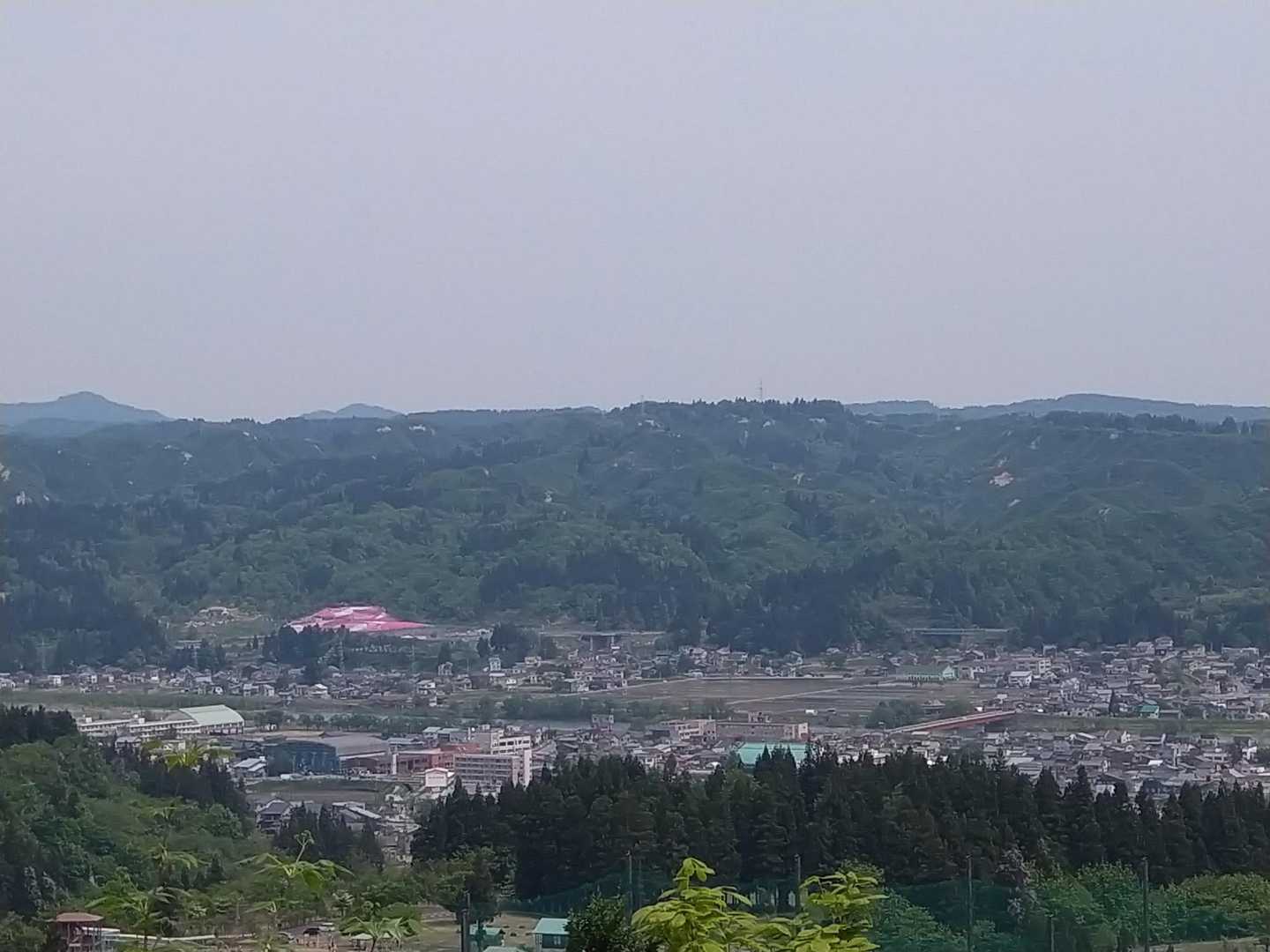 遠くに芝桜🌸