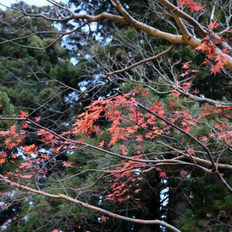 紅葉ももう終わり！
