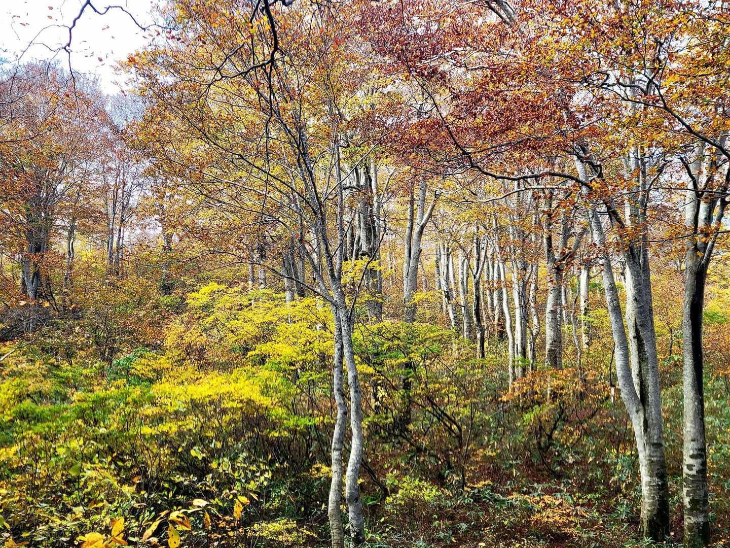 鍋倉山（関田峠登山口）の写真