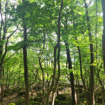 見晴台を見晴らす
前回雨の日に来た時は見晴台を探さなきゃわからなかったけど、今日はあれ？もう見晴台？みたいな感じで目に入った。天候によって視界って変わるんだなぁとしみじみした