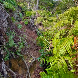 この斜面はシダに覆われていた