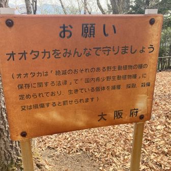 古い看板が気になって調べたら、オオタカは今もいるようだ