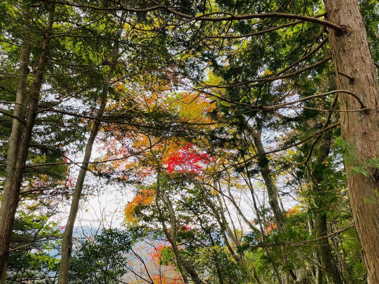 紅葉。