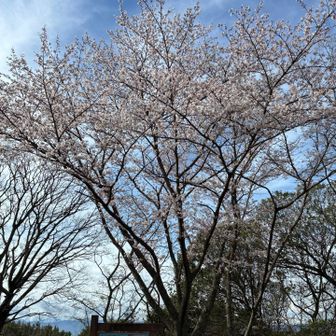 山頂の桜です。雨で少し散ったけど蕾もあります。