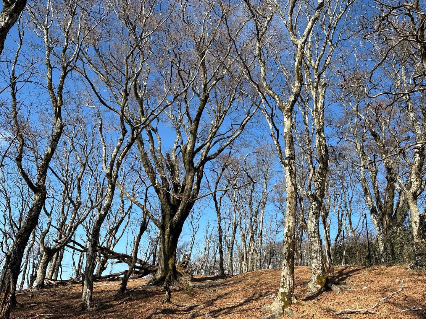 立派なブナの木の側🪾をるんるん歩く🚶‍♀️