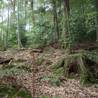 竹林から始まります、最初は左にこのロープを伝い、
