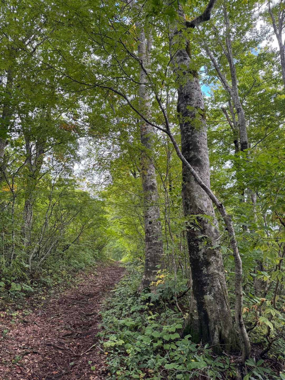 気持ちのいいブナ林🌳