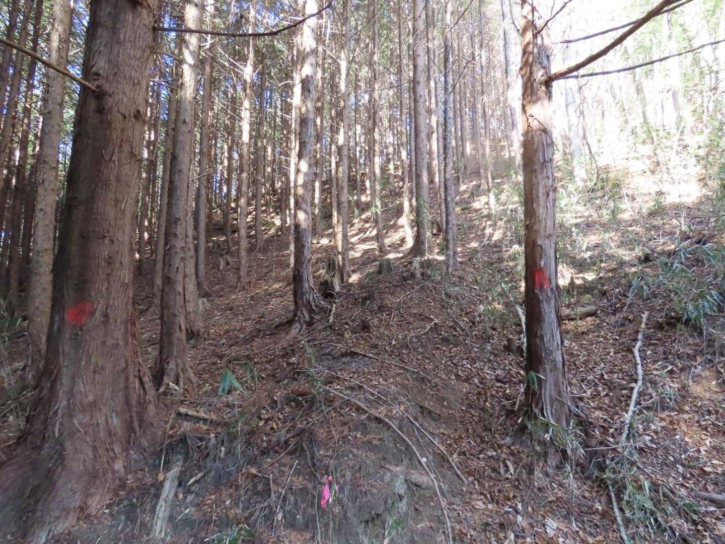 下って来た方向を振り返っています。道はありませんが、歩きやすそうなのが分かるでしょうか？