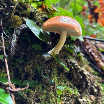 きのこ🍄‍🟫の山