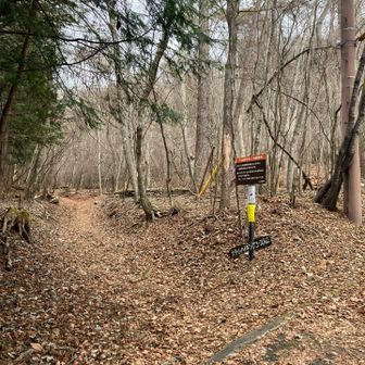 落ち葉すぎて道わからん