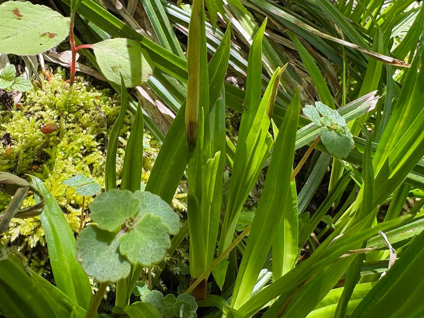 不思議なおもしろい 🌿‬