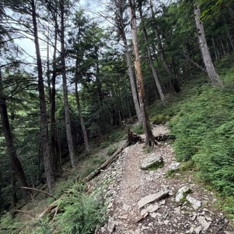 緩やかな登りの後、沢に向かって下ります