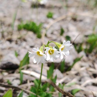 これを愛でに登りました🤩栗駒山百名山の花ヒナザクラ