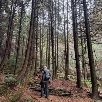 ｢ひのきの森は明るいんだよ｣とmihoちゃん
たしかに、落ち葉がオレンジで明るい印象