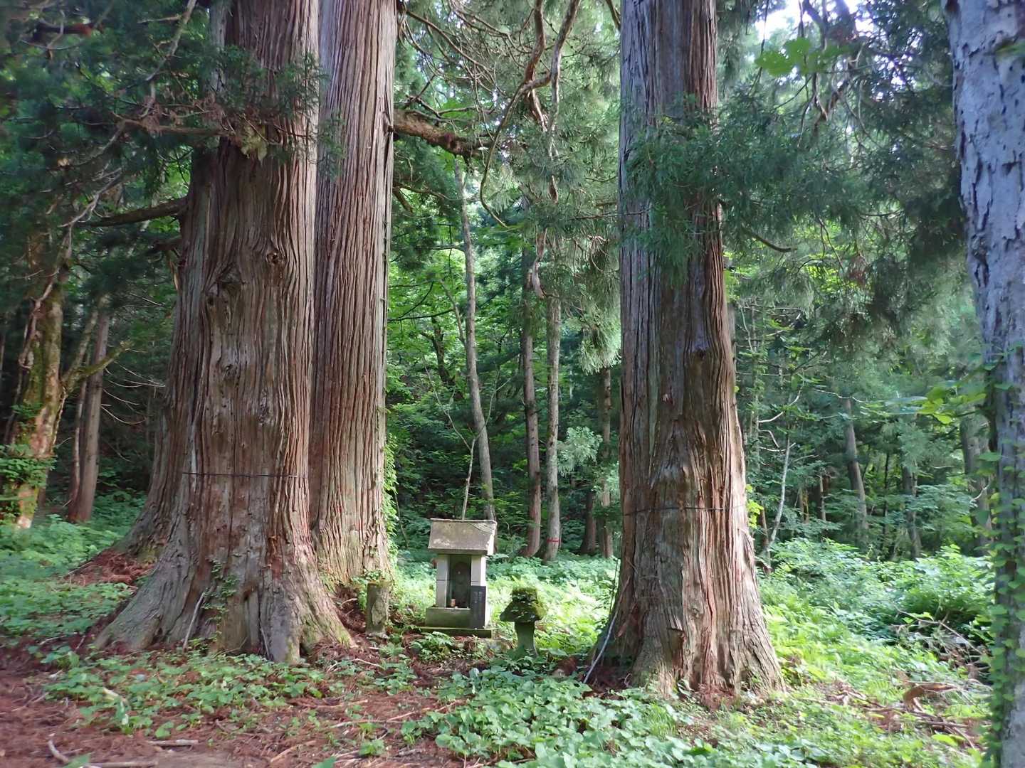 登山口の大杉と右に僅かに写っているのは大栃