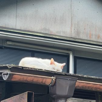 白猫ちゃんは屋根の上でお昼寝🐱💤