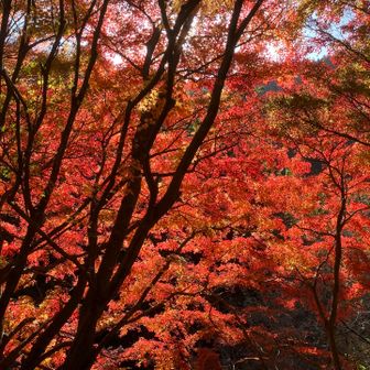 小仏バス停への道
紅葉🍁きれい