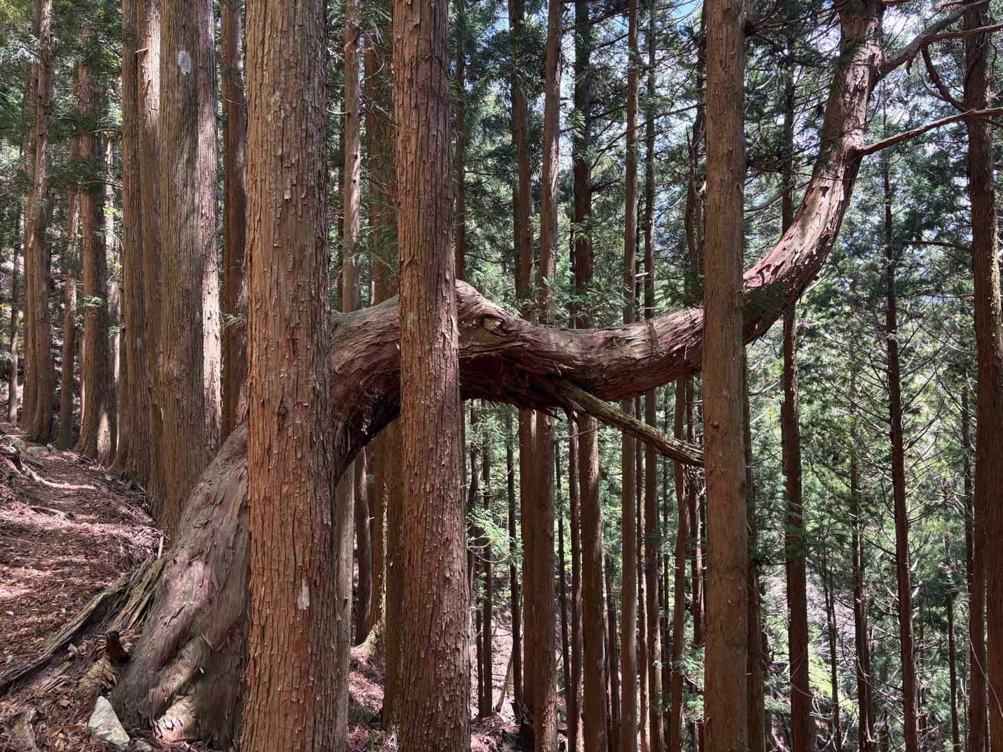 帰り道〜パオーンの木🌲撮るの忘れてたので
