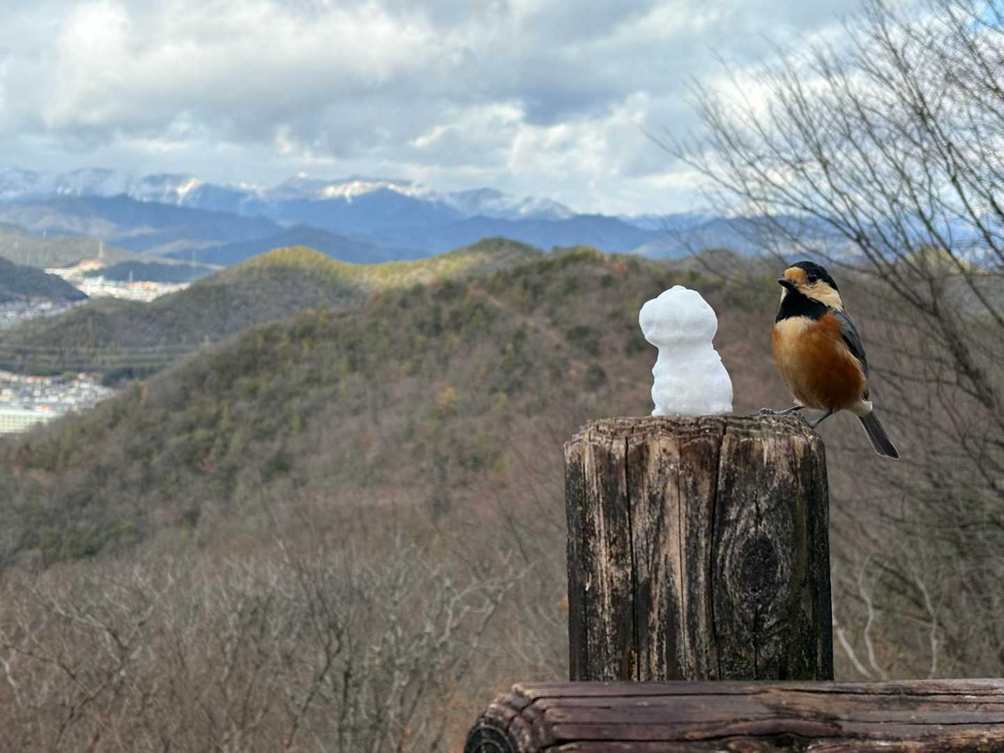 ヤマガラ🐧と☃️