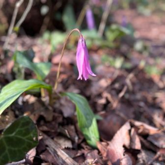 まだ早いかな？