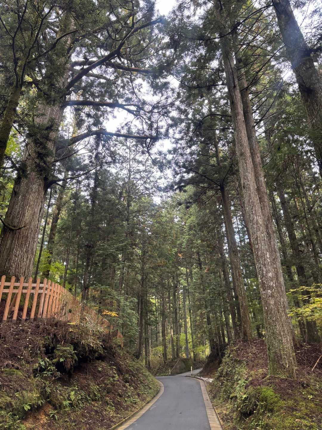 女人道巡り・高野三山巡り②の写真