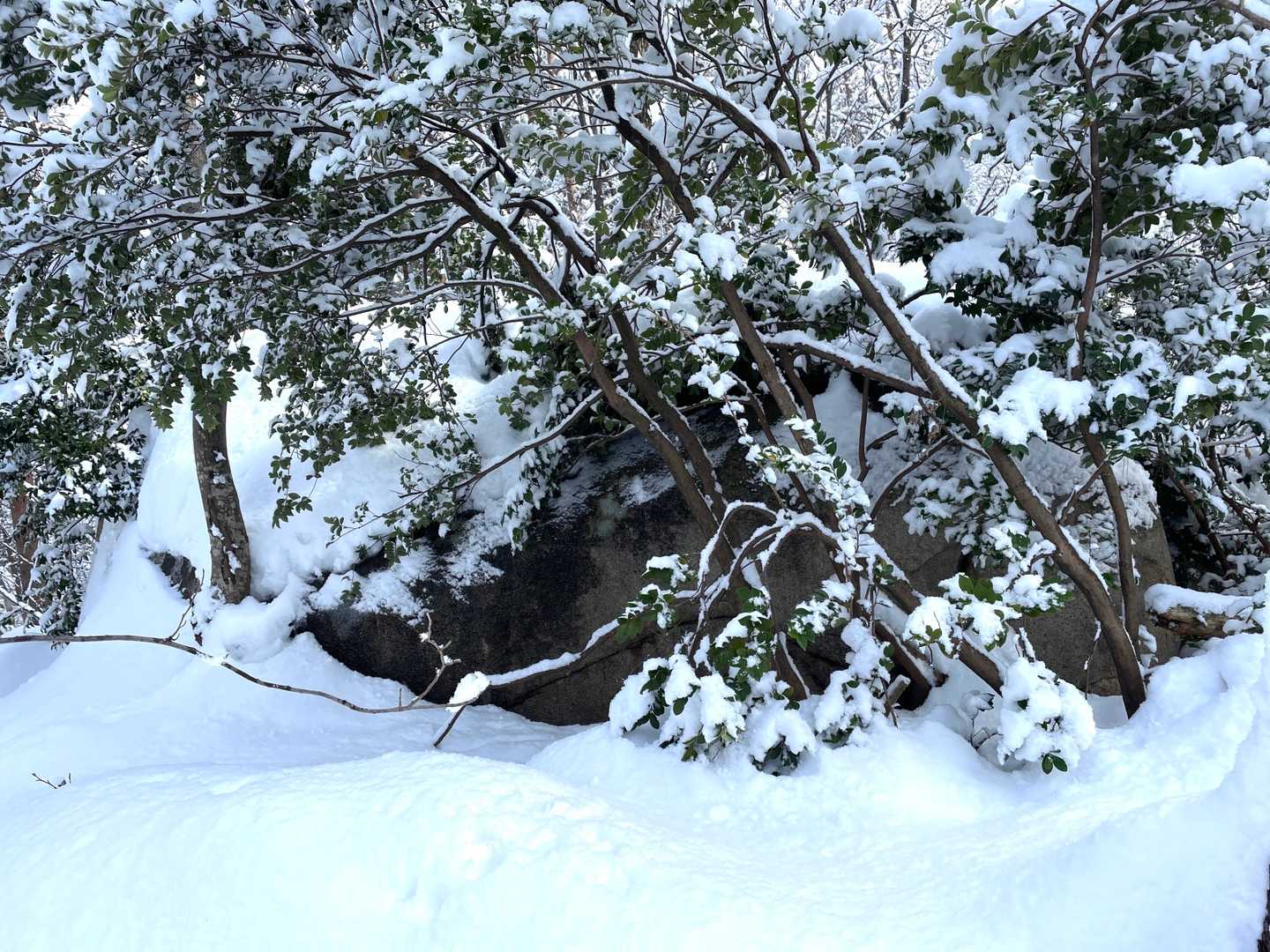 城山山頂あたりのようです