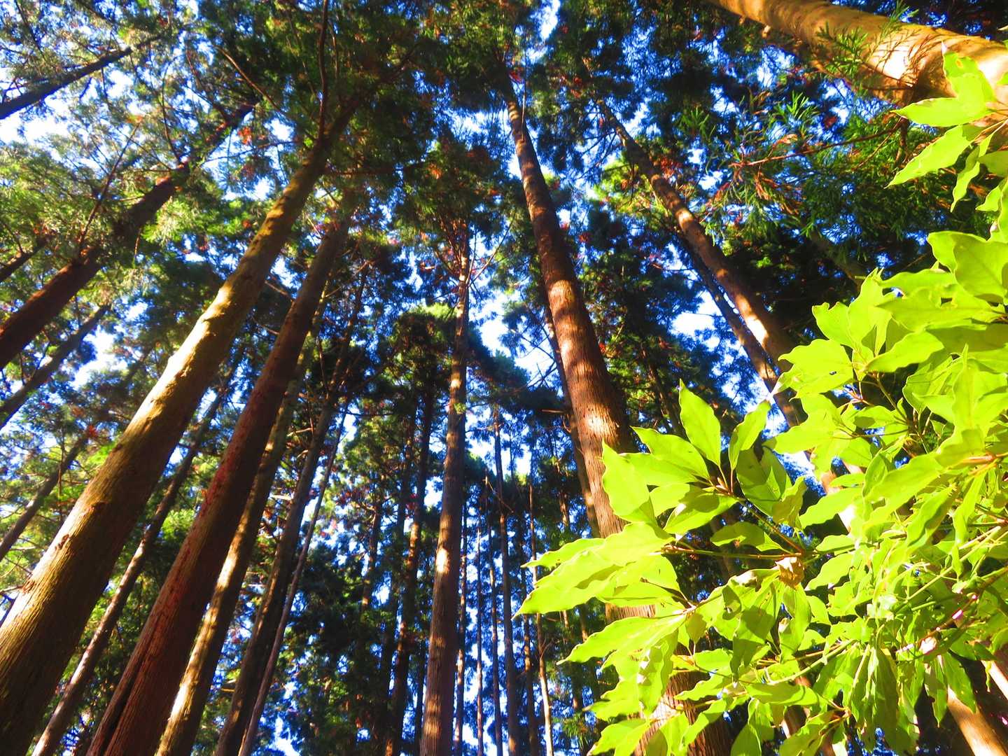高尾山登山口-高尾山 往復コースの写真