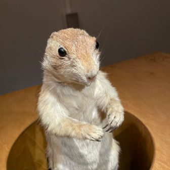 はくたか