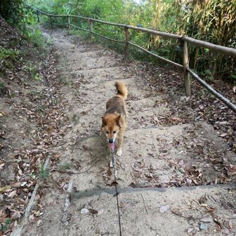 これ以上、登りたくないっっ💦🐕
タロは、ここで待ってます。