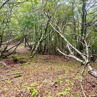 いやはや最悪でした。稲積山ルートはマジでわかりにくい💦しかも久保の息手前で１回迷走してました🌀