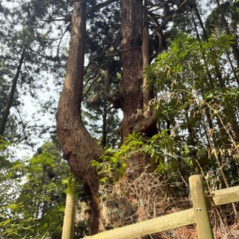 行きたいところ④
トウダの二又杉。森の巨人たち100選に選定！